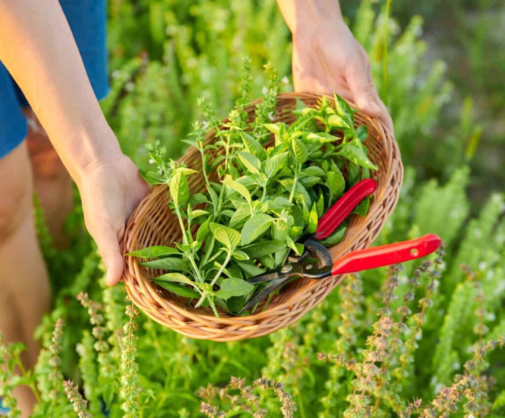 Ziołolecznictwo i dietetyka