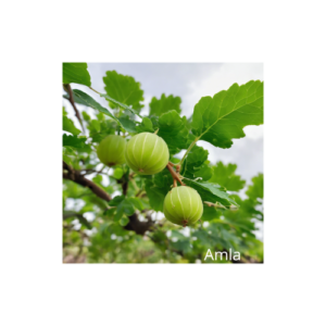 Amla