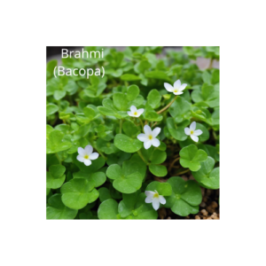 Brahmi