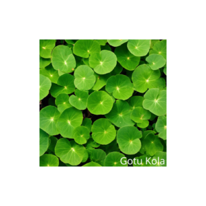 Gotu Kola