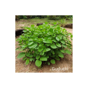 guduchi
