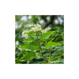 Neem